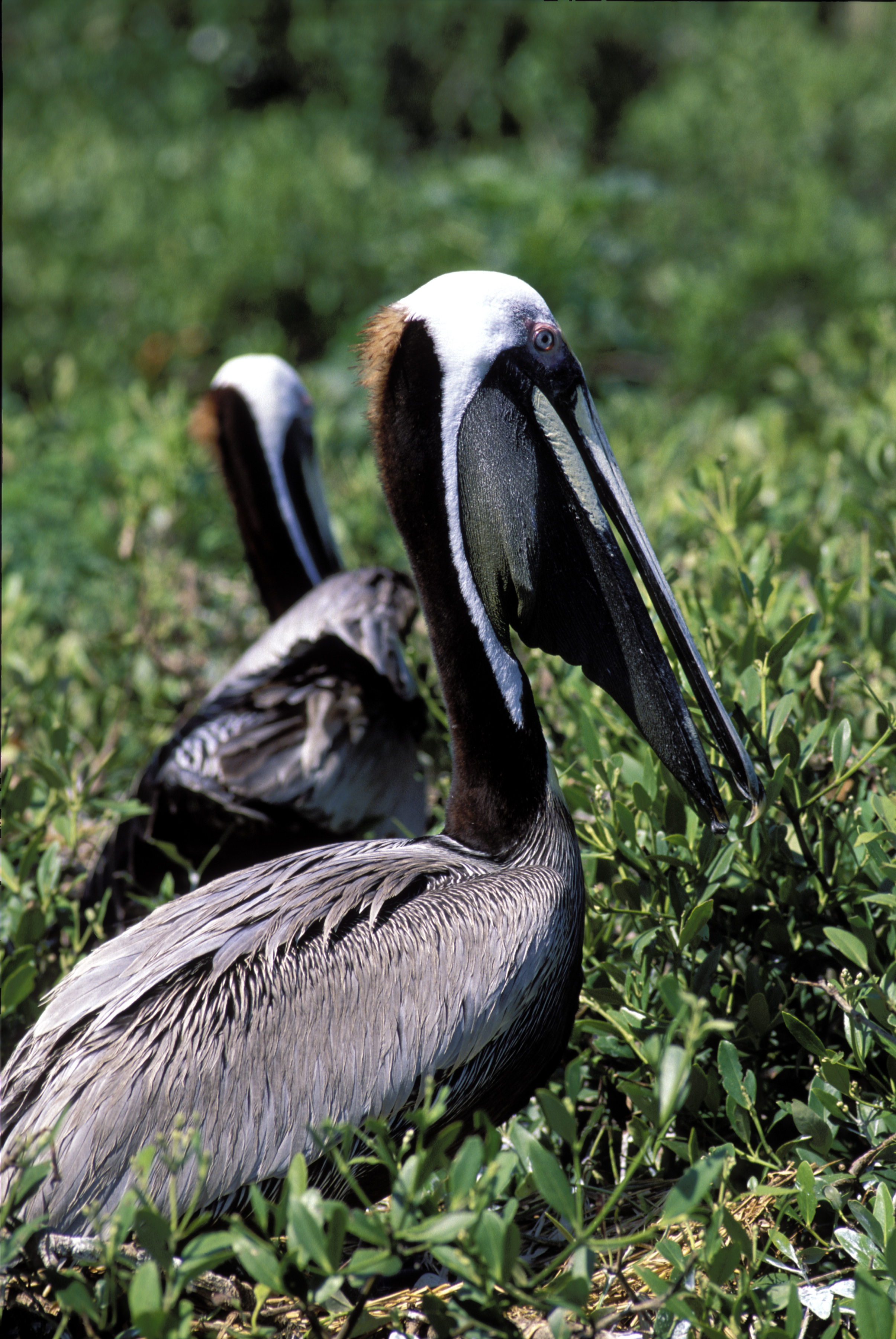 Eastern Brown Pelican